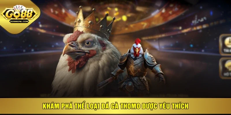 Khám phá thể loại đá gà Thomo được yêu thích